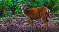 Barking Deer